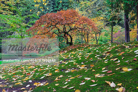 Japanese Maple Tree with Falling Leaves at Portland Japanese Garden in Autumn