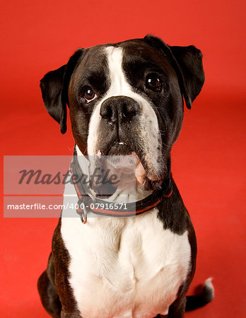 Sad Boxer on red background