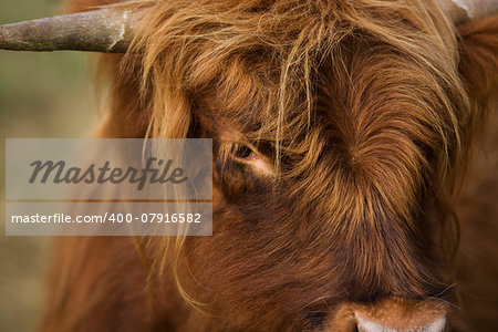 Close-up of a Highland cattle cow