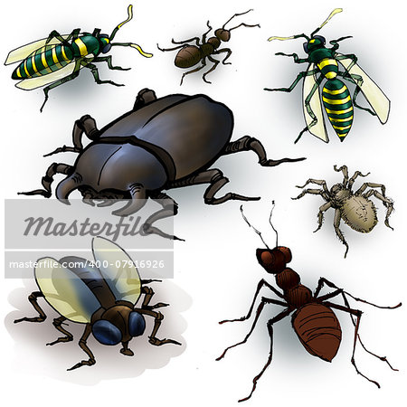 Drawing of a few insects: spider, ant, beetle, fly and wasps