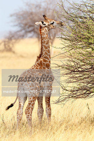 Small young grazing cute giraffe in Etosha national Park, Ombika, Kunene, Namibia, true wildlife photography