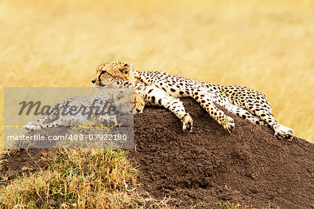 A cheetah (Acinonyx jubatus) and cheetah cub on the Masai Mara National Reserve safari in southwestern Kenya.