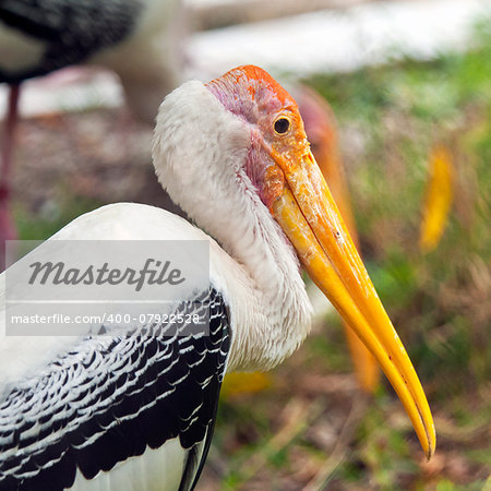 A closeup of the head of a yellow-billed storks