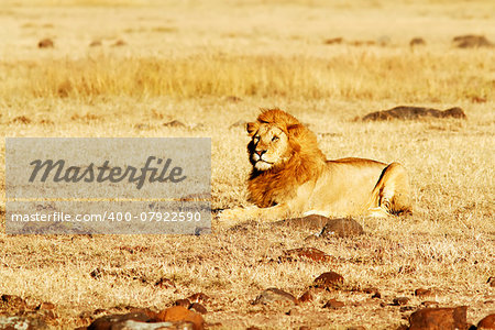 A lion (Panthera leo) on the Masai Mara National Reserve safari in southwestern Kenya.