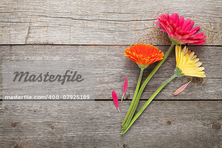 Three colorful gerbera flowers on wooden table with copy space