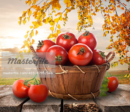 Ripe tomatoes in a basket on a nature background