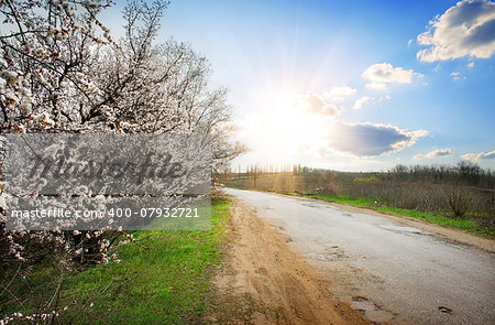 Flowering cherry tree near road at sunshine