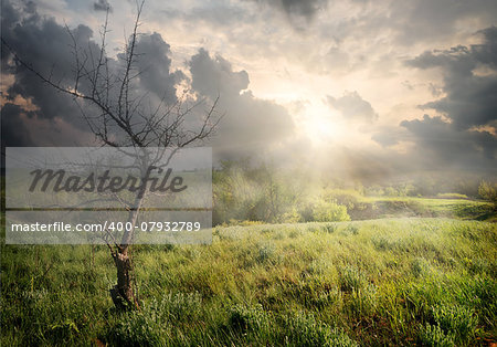 Dry tree and storm clouds at sunrise