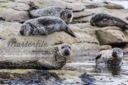 Gray seals (grey seals) (Halichoerus grypus) hauled out on the shoreline on Mainland Island, Shetland Isles, Scotland, United Kingdom, Europe