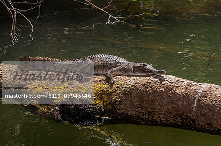 Wild freshwater crocodile (Crocodylus johnsoni) (Crocodylus johnstoni), Ord River, Kimberley, Western Australia, Australia, Pacific