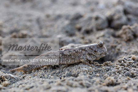 An adult mudskipper, subfamily Oxudercinae, on the mud flats of Vansittart Bay, Kimberley, Western Australia, Australia, Pacific