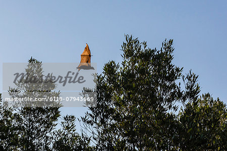 Black flying fox (Pteropus alecto) in flight on the Hunter River, Kimberley, Western Australia, Australia, Pacific