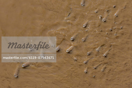 Adult popeye mullet (Rhinomugil nasutus) near the muddy banks of Wyndham, Kimberley, Western Australia, Australia, Pacific