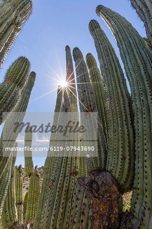 Organ pipe cactus (Stenocereus thurberi), with sunburst, Himalaya Beach, Sonora, Mexico, North America