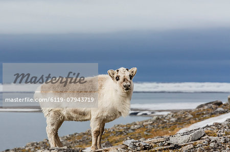 Svalbard reindeer (Rangifer tarandus) losing its winter coat in Varsolbukta, Bellsund, Spitsbergen, Arctic, Norway, Scandinavia, Europe