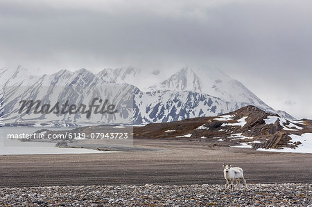Svalbard reindeer (Rangifer tarandus) on the tundra in Varsolbukta, Bellsund, Spitsbergen, Arctic, Norway, Scandinavia, Europe