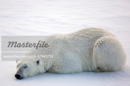 Adult polar bear (Ursus maritimus) on first year sea ice in Olga Strait, near Edgeoya, Svalbard, Arctic, Norway, Scandinavia, Europe