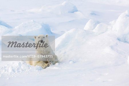 Adult polar bear (Ursus maritimus) in day bed on first year sea ice in Olga Strait, near Edgeoya, Svalbard, Arctic, Norway, Scandinavia, Europe