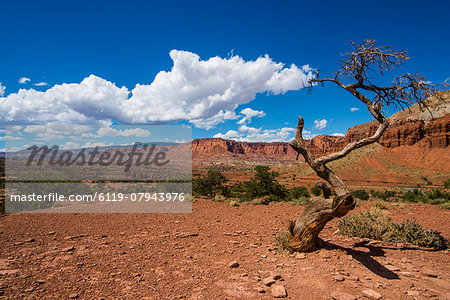 Dead tree in the Capitol Reef National Park, Utah, United States of America, North America