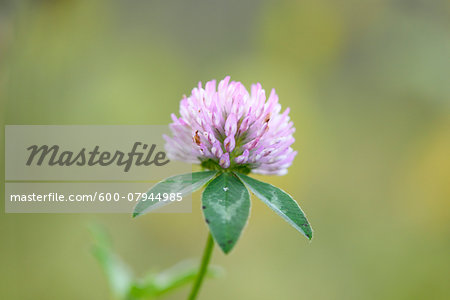 Close-up of Red Clover (Trifolium pratense) Blossom in Meadow in Autumn, Bavaria, Germany