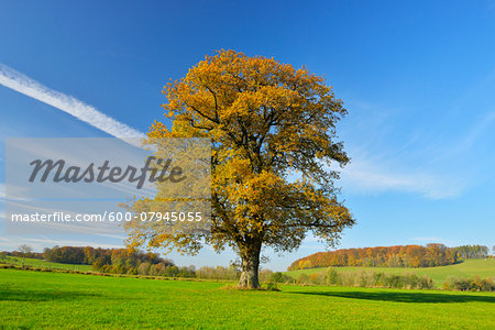 Oak Tree in Autumn, Vogelsbergkreis, Hesse, Germany