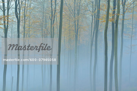 Autumn Forest with Fog, Spessart, Bavaria, Germany