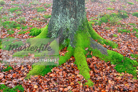 Beech Tree Trunk and Roots with Moss, Spessart, Bavaria, Germany