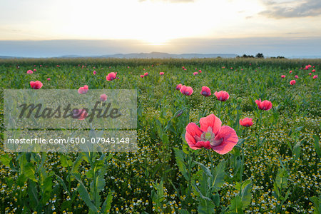 Opium Poppies (Papaver somniferum) in field at Sunrise, Summer, Germerode, Hoher Meissner, Werra Meissner District, Hesse, Germany