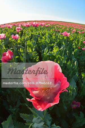 Close-up of Opium Poppy (Papaver somniferum) in field with morning sunlight, Summer, Germerode, Hoher Meissner, Werra Meissner District, Hesse, Germany