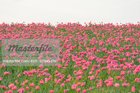 Opium Poppy Field (Papaver somniferum) Summer, Germerode, Hoher Meissner, Werra Meissner District, Hesse, Germany