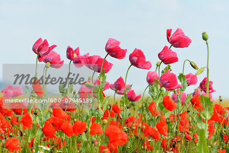 Close-up of Opium Poppies (Papaver somniferum) and Corn Poppies (Papaver rhoeas) in Field, Summer, Germerode, Hoher Meissner, Werra Meissner District, Hesse, Germany