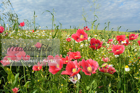 Close-up of Opium Poppies (Papaver somniferum) and Chamomile (Matricaria chamomilla) in field, Summer, Germerode, Hoher Meissner, Werra Meissner District, Hesse, Germany