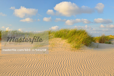 Dunes in Summer, Norderney, East Frisia Island, North Sea, Lower Saxony, Germany