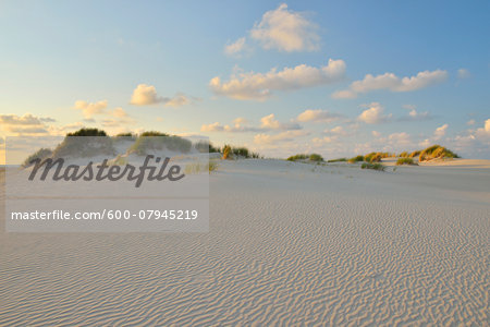 Dunes in Summer at sunset, Norderney, East Frisia Island, North Sea, Lower Saxony, Germany