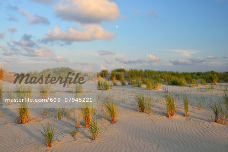 Dunes in Summer at sunset, Norderney, East Frisia Island, North Sea, Lower Saxony, Germany