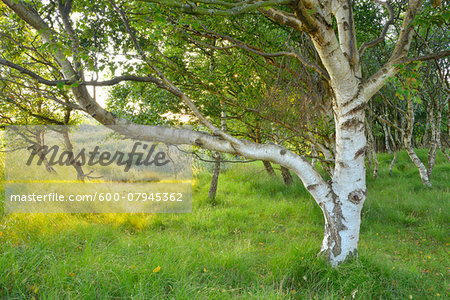 Birch Forest in the Dunes, Summer, Norderney, East Frisia Island, North Sea, Lower Saxony, Germany