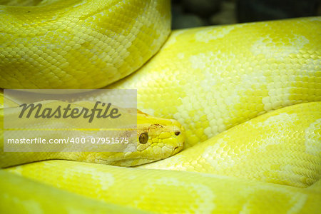 Close up head of Albino burmese python in Thailand Zoo
