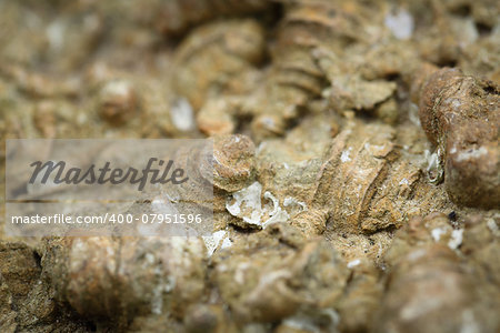 Close up Fossil Shell background in Thailand