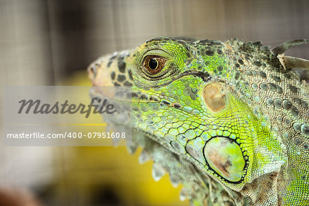 Green Lizard Green Lizard finding food in the nature wild