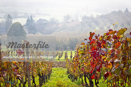 Vineyard in autumn fog view, Prigorje region of Croatia