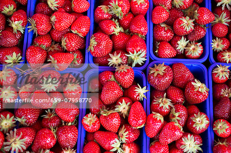 Strawberries in blue plastic punnets Strawberries in blue plastic punnets