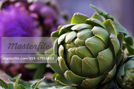 Artichokes and artichoke flowers