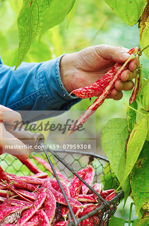 A man harvesting borlotti beans in a garden with a wire basket