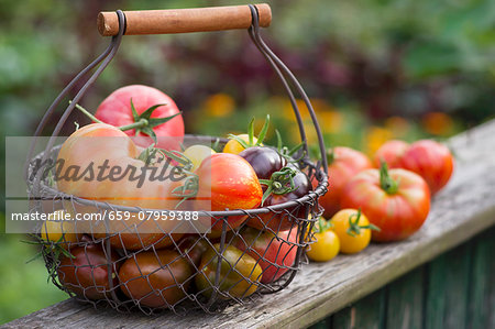 A colourful harvest of tomatoes in a garden