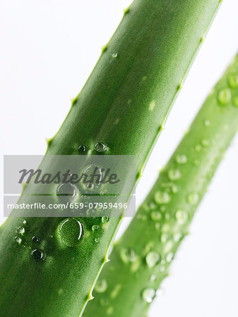 A freshly washed aloe vera shoot