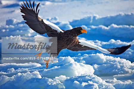 Stellers Sea Eagle Stellers Sea Eagle