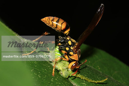 Wasp Wasp