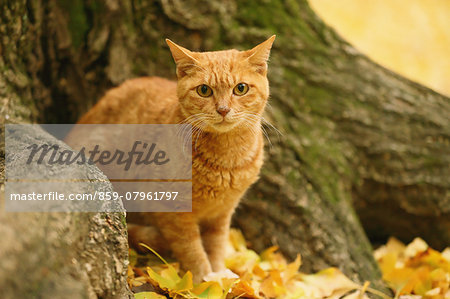 Cat in a park