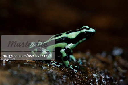 Green And Black Poison Arrow Frog