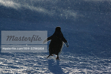 Penguin walking on snow